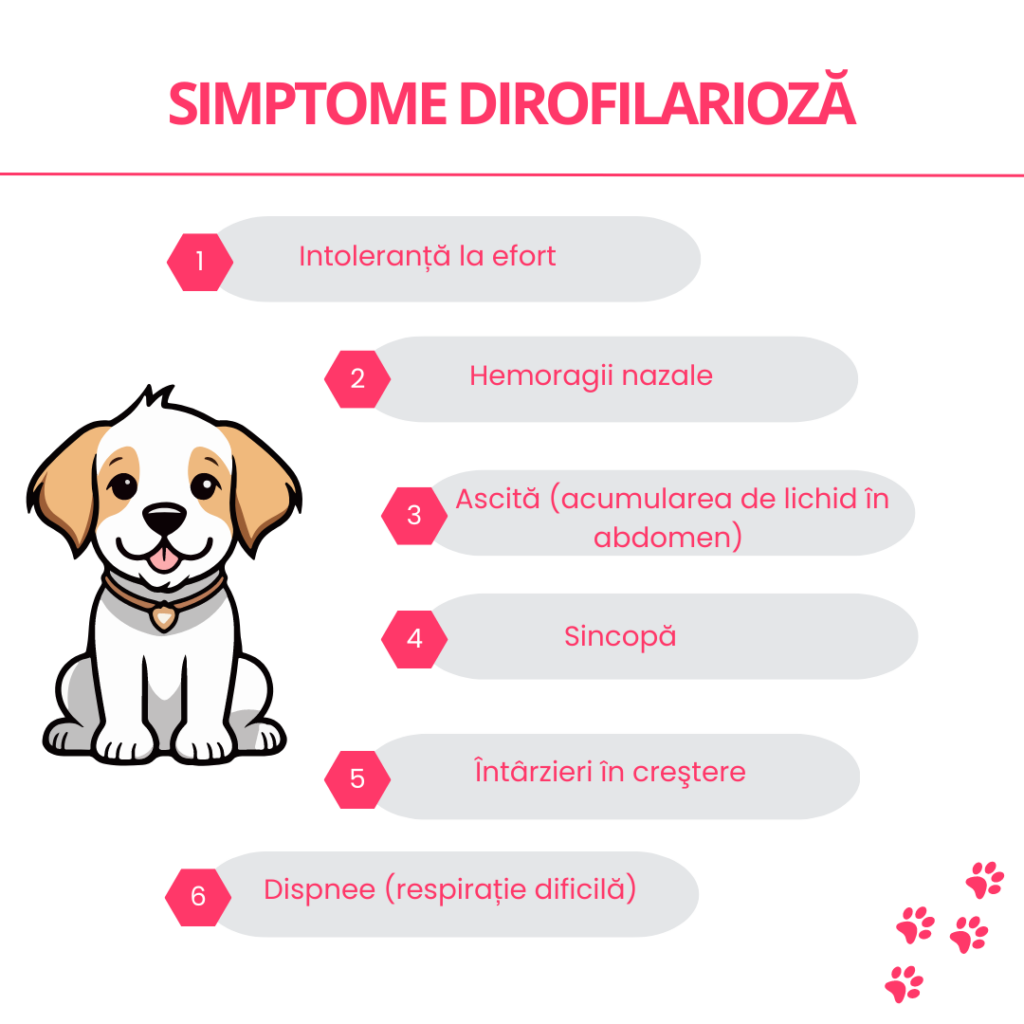 simptome dirofilarioză
